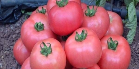 Paradajz tretyakovskiye: opis sorte, prinos